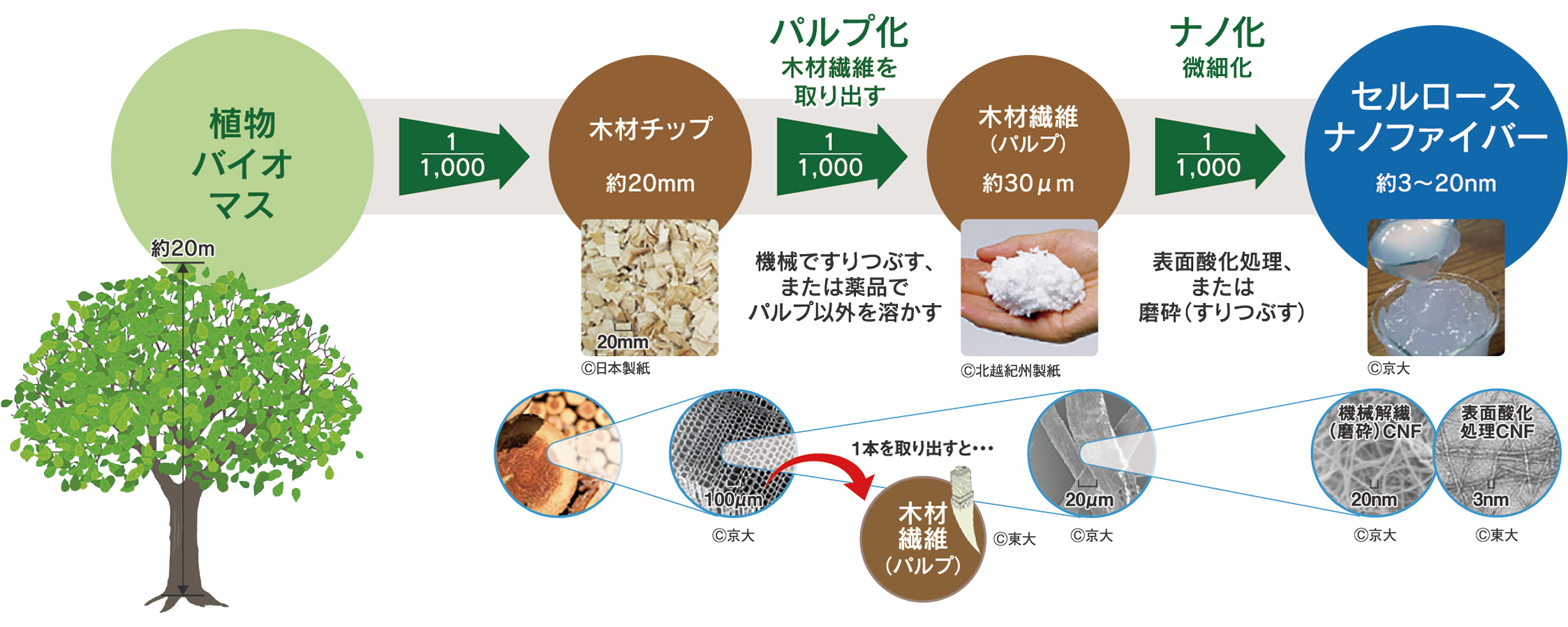 植物バイオマスからセルロースナノファイバーへの製造工程図。高さ約20mの樹木が約20mmの木材チップになり、パルプ化を経て約30μmの木材繊維になる。これをナノ化することで約3〜20nmのセルロースナノファイバーが完成する。