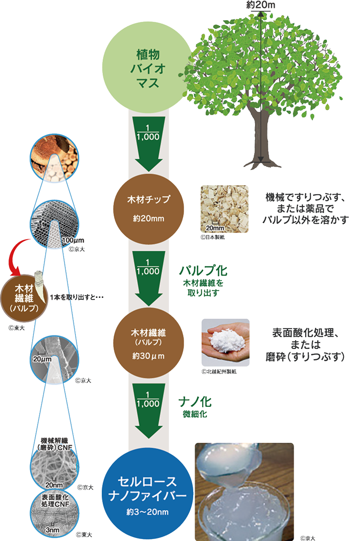 植物バイオマスからセルロースナノファイバーへの製造工程図。高さ約20mの樹木が約20mmの木材チップになり、パルプ化を経て約30μmの木材繊維になる。これをナノ化することで約3〜20nmのセルロースナノファイバーが完成する。